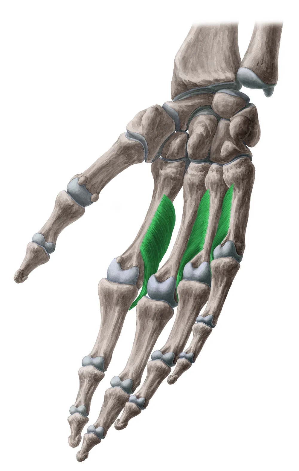 Anatomical illustration of the palmar interossei muscles between the metacarpal bones.